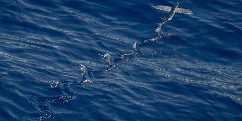 多云互联网络架构设计：避免厂商锁定并提升业务连续性的技术咨询与实施策略