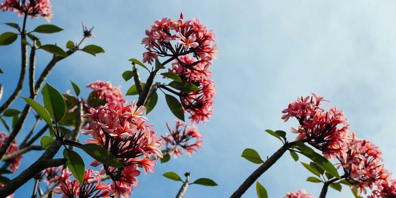 网络科技59：技术咨询如何驱动网站开发与数字化转型